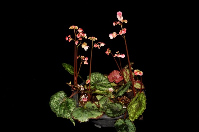 B. sykakiengii